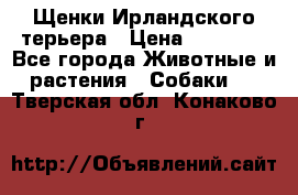 Щенки Ирландского терьера › Цена ­ 30 000 - Все города Животные и растения » Собаки   . Тверская обл.,Конаково г.